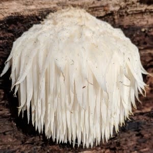Lion's Mane Cactus Extract - Water Based