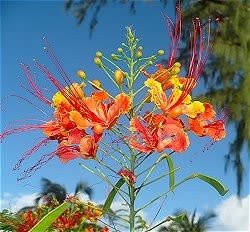 Mexican Bird of Paradise  (Caesalpina pulcherrima)