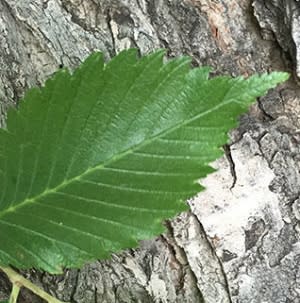 Slippery Elm Bark Extract - Water Based