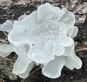 Snow Mushroom Extract - Water Based