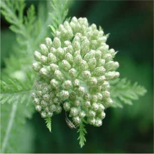 Yarrow Essential Oil