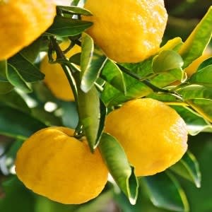 Yuzu Extract - Water Based