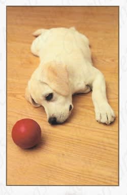 ORDER 9-937-Pkt 199-937-Humor Get Well
