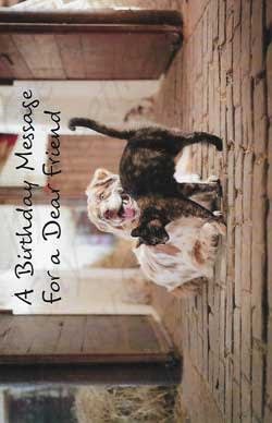 Pre-priced Friend Birthday Cards, Value Priced Friend Birthday Cards