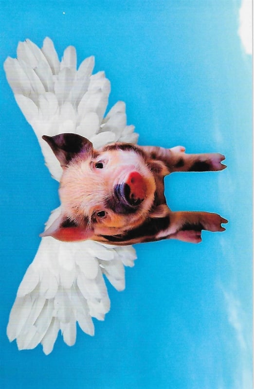 Pre-priced Humor Birthday Cards, Value Priced Humor Birthday Cards