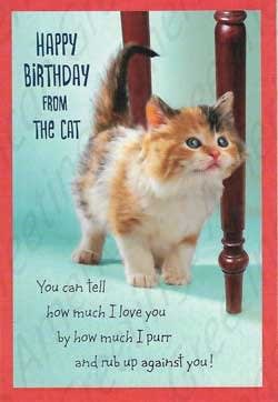 SO016-Birthday from Cat