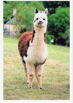 Wildlife Greeting Card