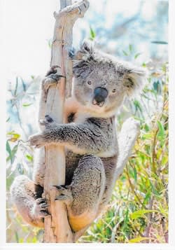 Wildlife Greeting Card