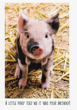 Wildlife Greeting Card