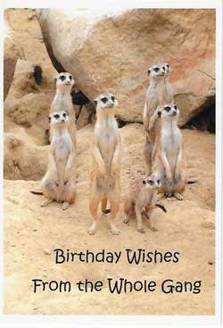 Wildlife Greeting Card