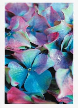 Wildlife Greeting Card