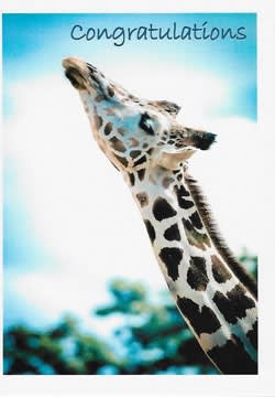 Wildlife Greeting Card