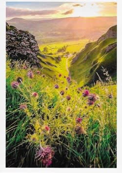 Wildlife Greeting Card
