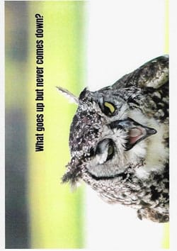 Wildlife Greeting Card