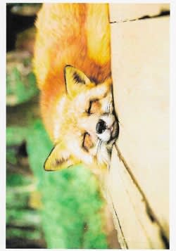 Wildlife Greeting Card