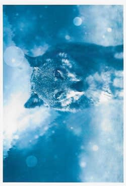 Wildlife Greeting Card