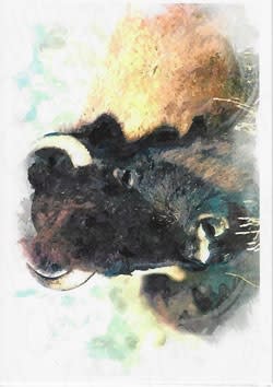 Wildlife Greeting Card