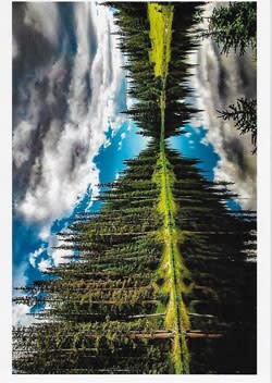 Wildlife Greeting Card, Up North birthday card