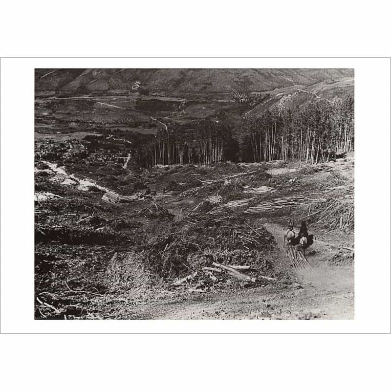 Ruthies Run Being Cut On Aspen Mountain Greeting Card