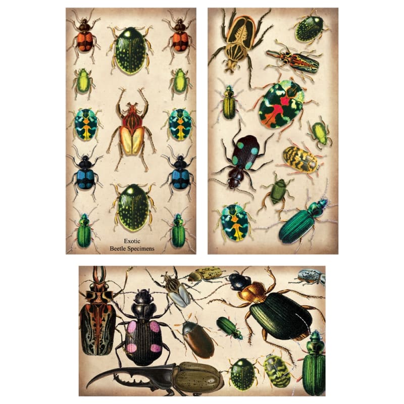 Specimen Beetles Large Matchbox Asst 24Pk
