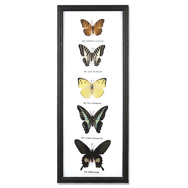 Butterfly Specimens Framed