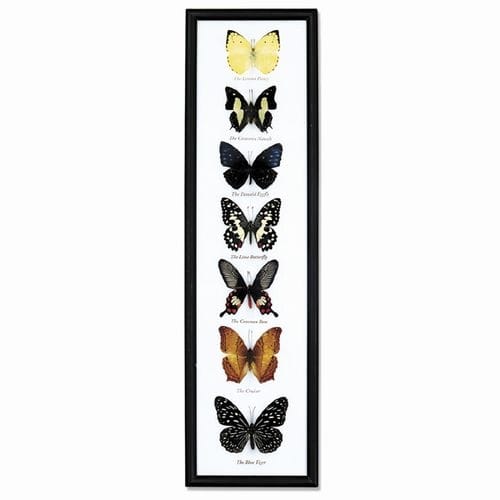Butterfly Specimens Framed