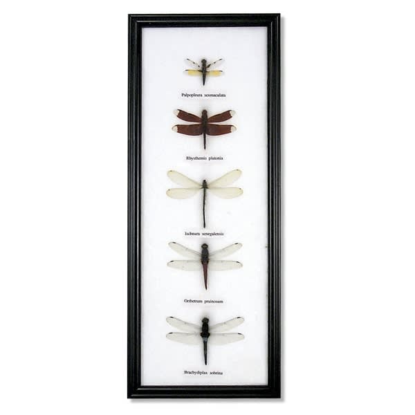 Dragonfly Specimens Framed