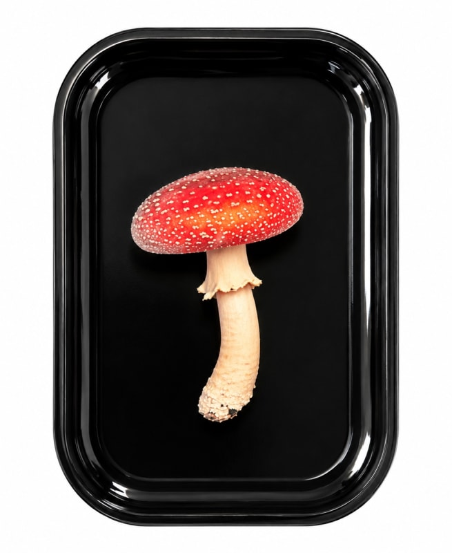 Amanita Mushroom Metal Tray Amanita Mushroom Metal Tray