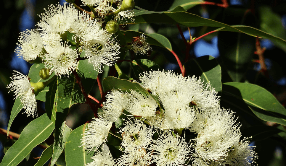 eucalyptus