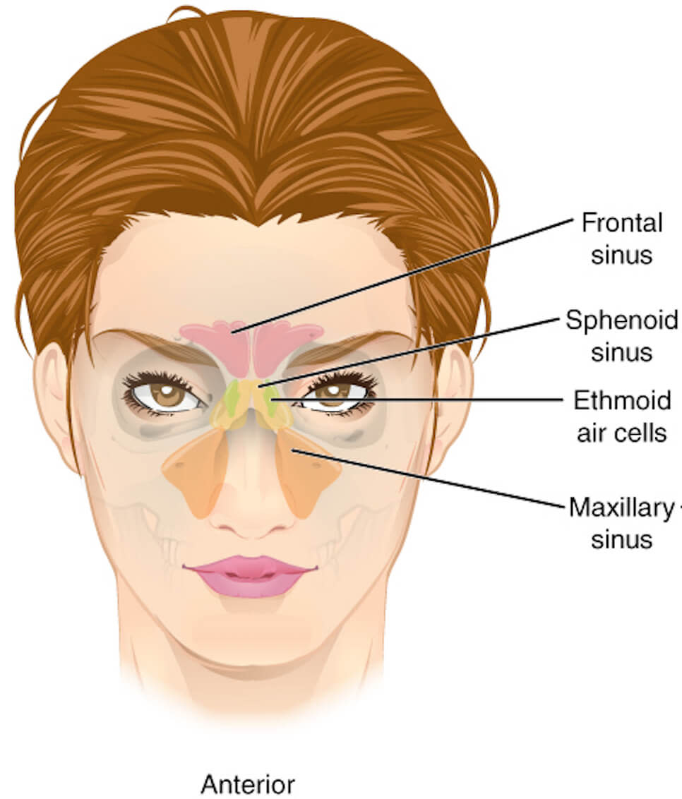 sinus pressure points