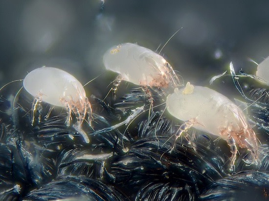 dust mites