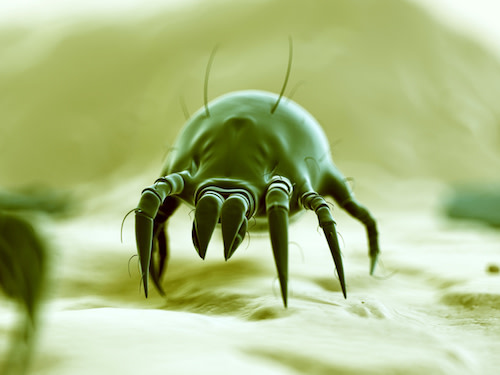 diagnosing dust mite allergies