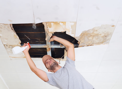 repairing mold growth