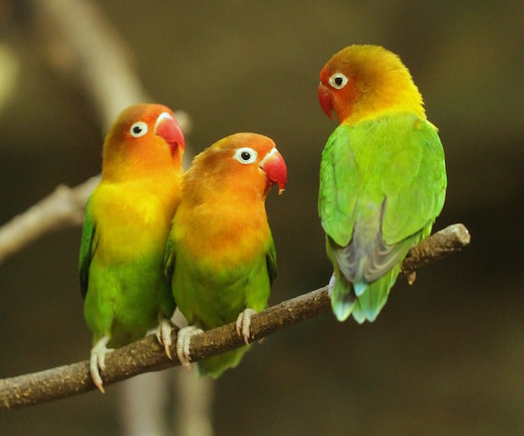 bird dander air purifier for feather dust