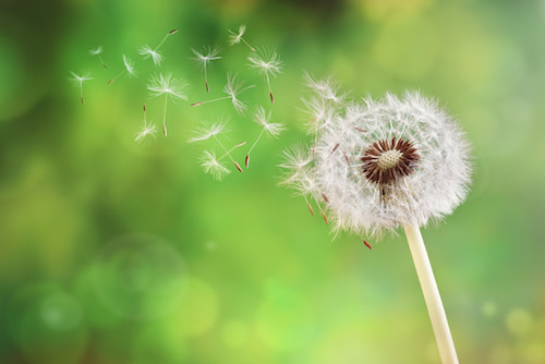 dandelion pollen