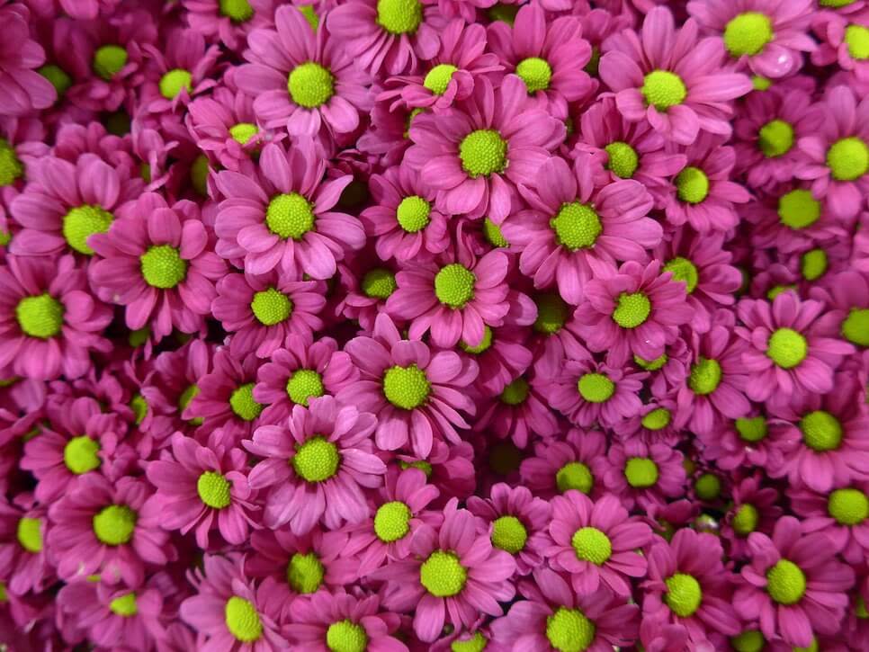 Florist’s Chrysanthemum