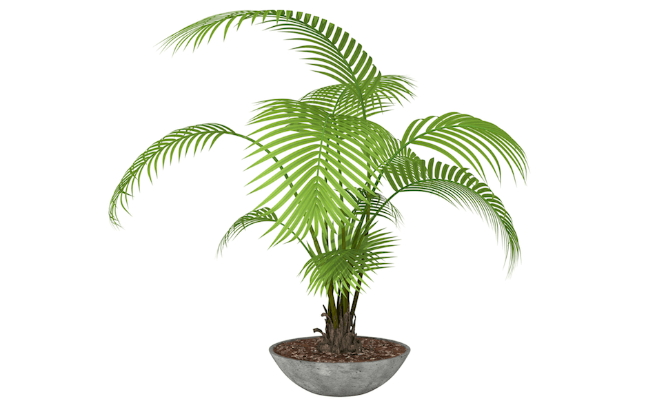 bamboo palm