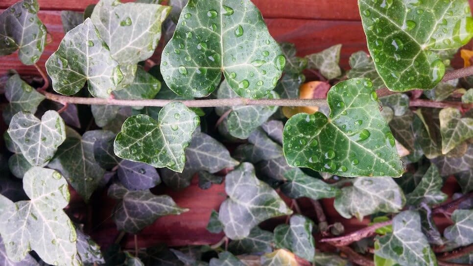 English Ivy
