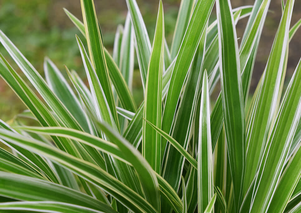 spider plant