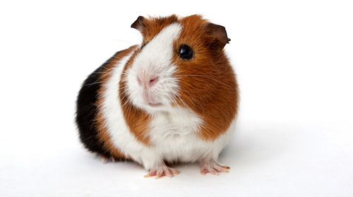 guinea pig