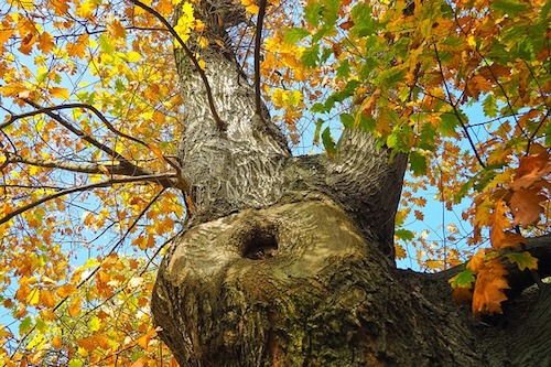 shade from trees