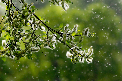 airborne pollen