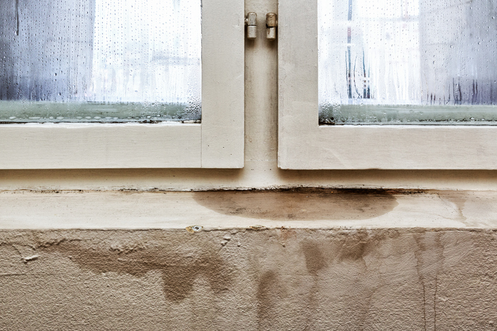 mold growing with water damage