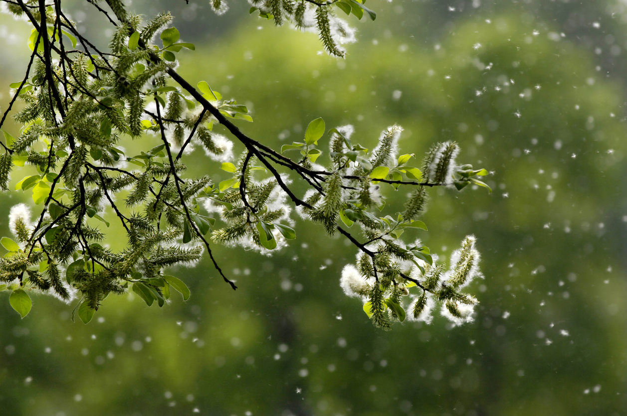 tree pollen in the spring