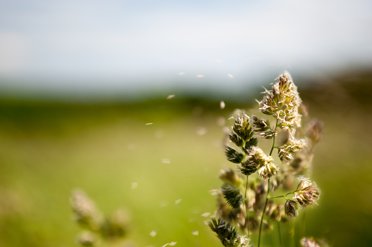 ragweed pollen