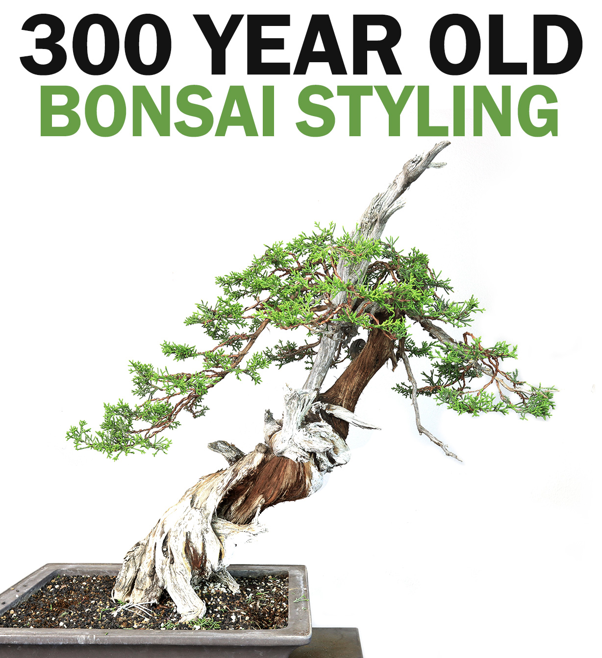 Buy Bonsai Tree Kit – 5X Unique Japanese Bonzai Trees  Complete Indoor  Starter Kit for Growing s with Bonsai , Tools & ers – Gardening Gifts for  Women & Men Online at desertcartINDIA