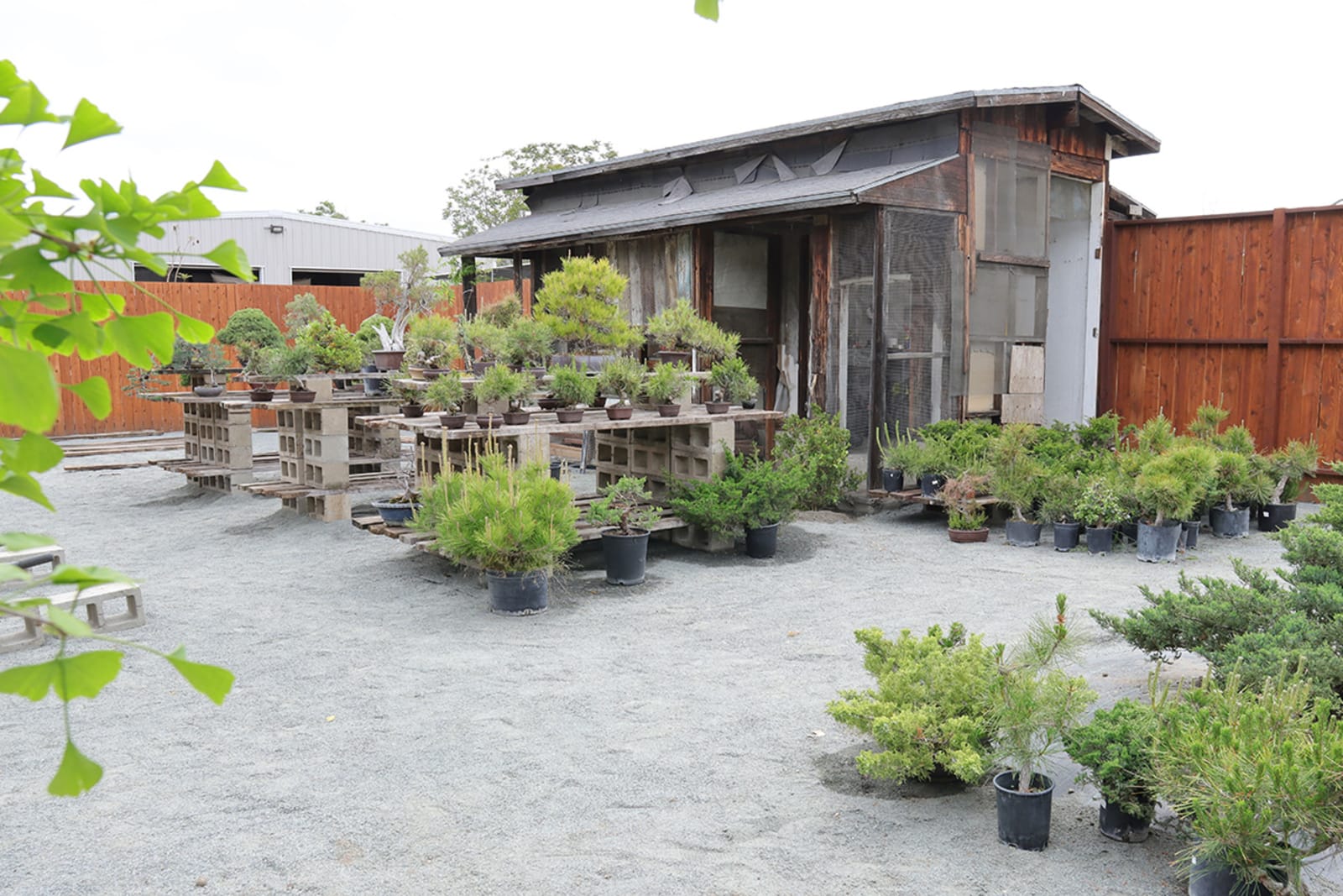 Eastern Leaf Nursery Store