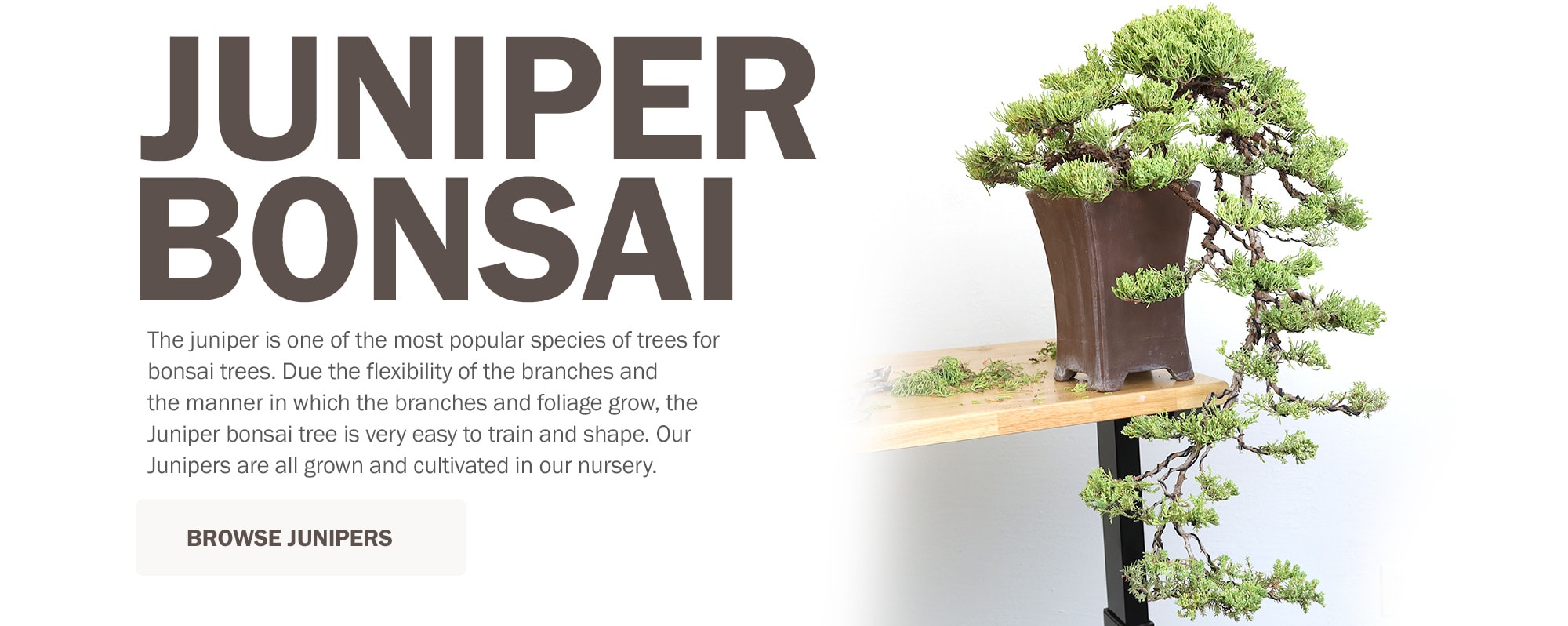 Zen Lifestyle Products & Gifts | Houseplant & Bonsai Tree Supplies