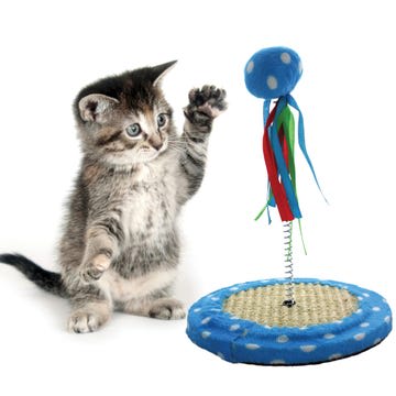 cat ball scratch toy
