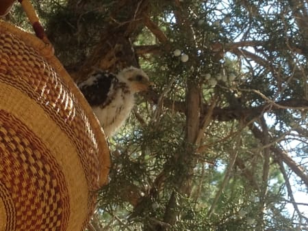 Baby hawk